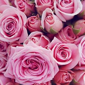 Meet your Posher, Ellie